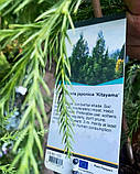 Криптомія японська "Kitayama".
Cryptomeria japonica "Kitayama"., фото 2