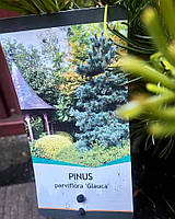 Сосна дрібновоцвіткова "Глаука". 
Pinus parviflora "Glauca".