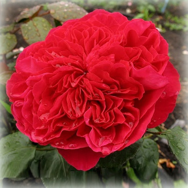 Троянда чайно-гібридна Алан Сушон (Alain Soushon), фото 1