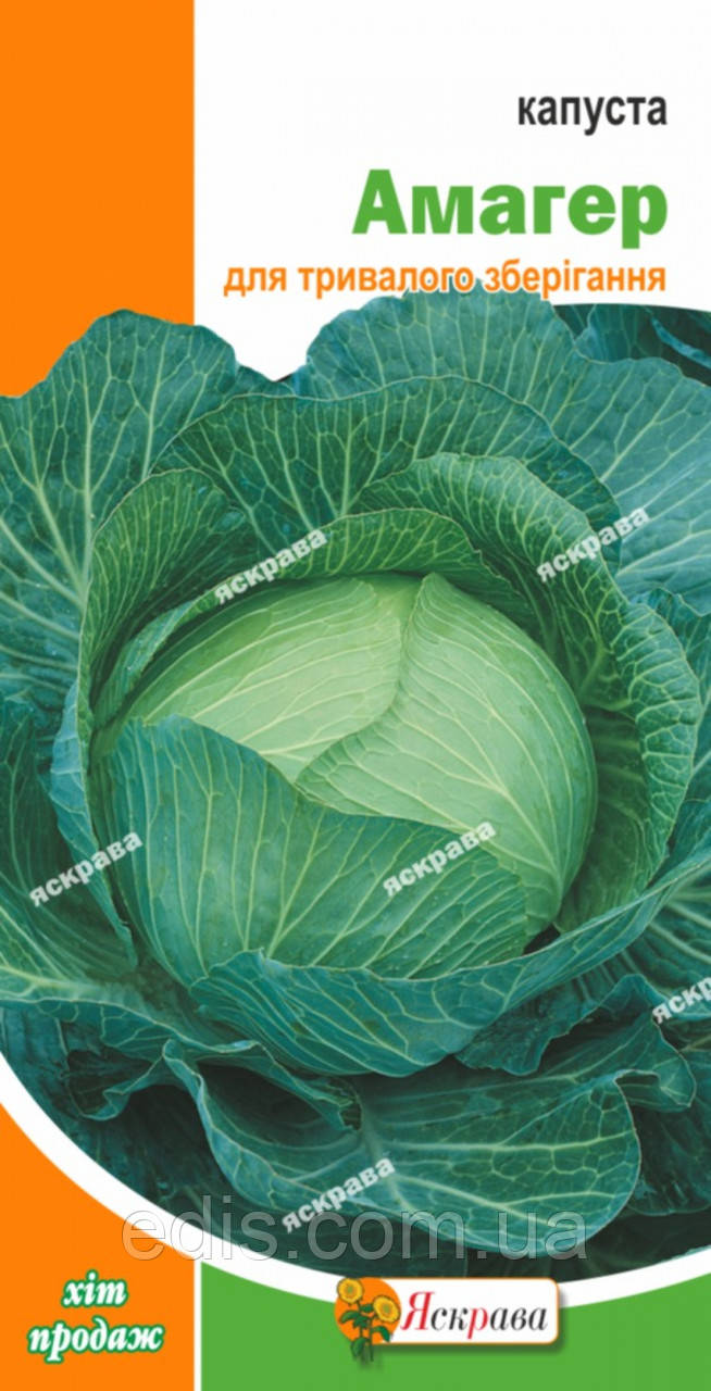 Капуста білоголова Амагер (пізня) 0,5 г, насіння Яскрава