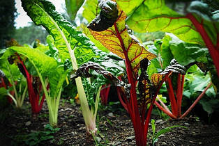 Мангольд зелений Лукуллус 2 г, насіння Яскрава