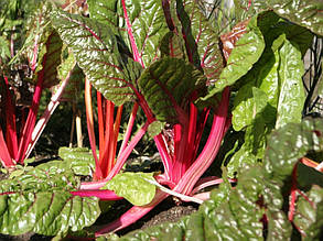 Мангольд червоний (буряк листовий) Рубард Чард 1,5 г, насіння Яскрава