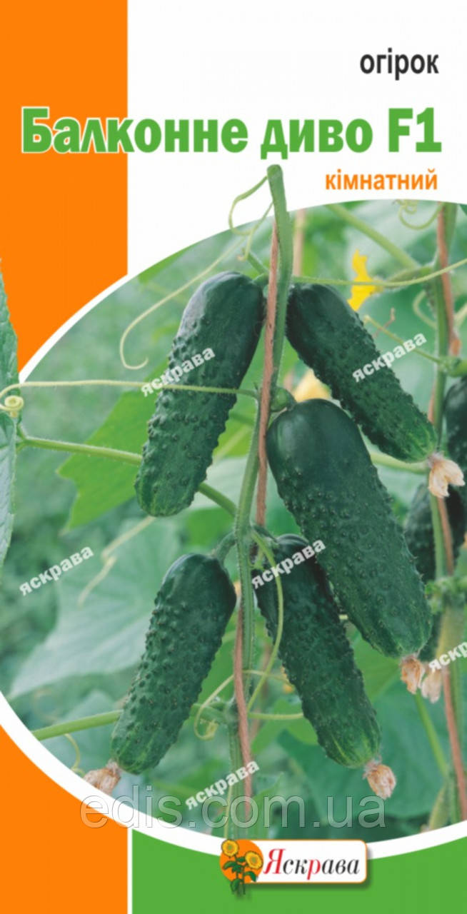 Огірок Балконне диво кімнатний 5 шт, насіння Яскрава