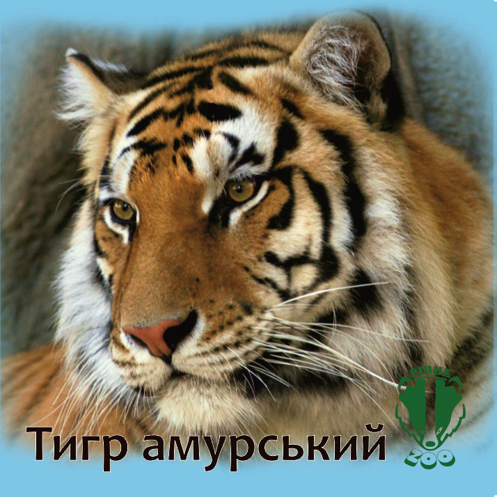 Магніт квадратний "Тигр амурський. Рівненський зоопарк" 60х60 мм