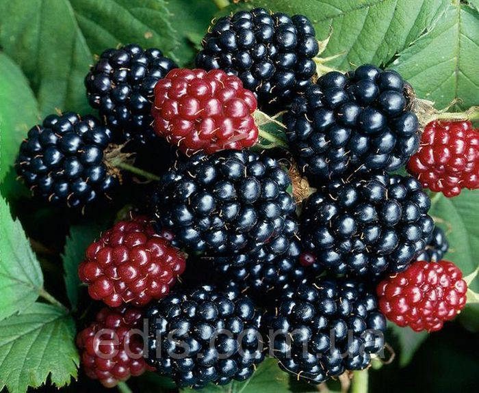 Ожина Рубен (Reuben) рання ремонтантна