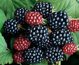 Ожина Рубен (Reuben) рання ремонтантна