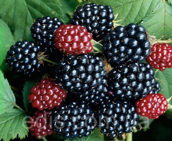 Ожина Рубен (Reuben) рання ремонтантна, фото 1