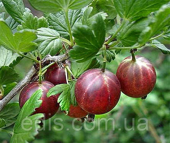 Агрус Безколючковий (середньопізній)