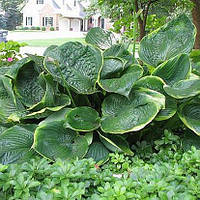 Хоста Леді Ізобель Барнетт, Hosta Lady Isobel Barnett