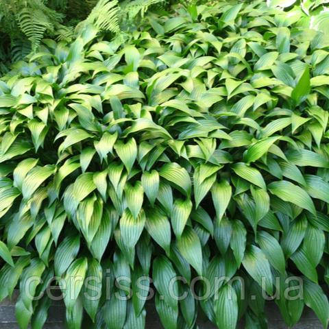 Хоста Ланцетолистна карликова зелена саджанці в контейнерах Hosta Lancifolia, фото 1