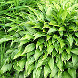 Хоста Ланцетолистна, Hosta Lancifolia, фото 4