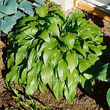 Хоста Ланцетолистна, Hosta Lancifolia, фото 3