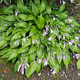Хоста Ланцетолистна, Hosta Lancifolia, фото 5