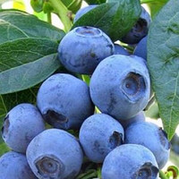 Лохина Елліот (пізня)