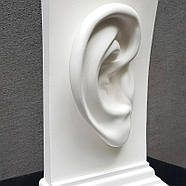 Тримач для книг "Вухо", фото 8