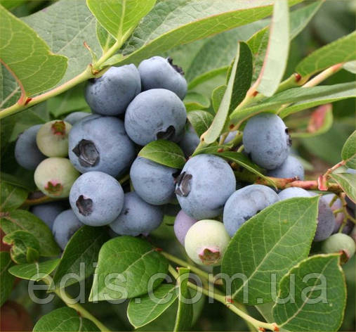 Лохина Бриджита Блю (пізня), фото 1