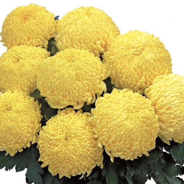 Купити Хризантема великоквіткова горшкова Sunberry Jaune, ціна 15 ₴ Prom.ua (ID 1640476470)