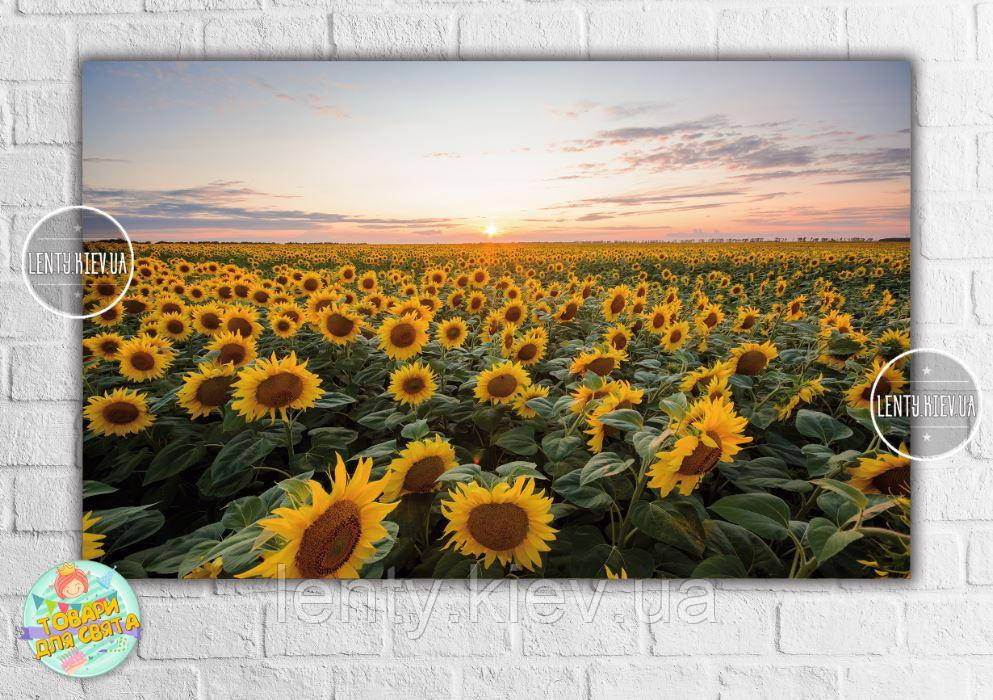 Плакат "Захід сонця, поле соняшників" 120х75 см, колекція "Моя красива Україна"