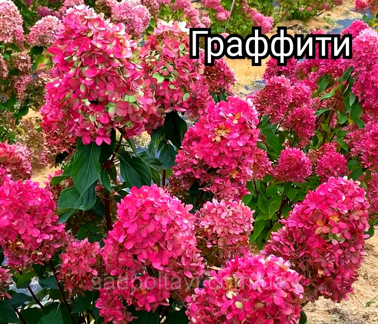 Гортензія оптом Граффіті (Hydrangea pan. Graffiti)