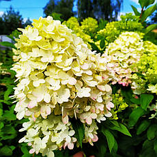 Гортензія оптом Граффіті (Hydrangea pan. Graffiti), фото 3