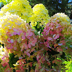 Гортензія оптом Граффіті (Hydrangea pan. Graffiti), фото 3