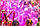Фарба Холі (Гулал), Фіолетова, пакет 50, 75 або 100 грам, опт та роздріб, фото 7