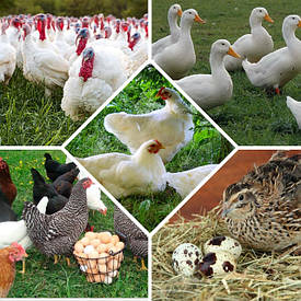 Концентри для тварин