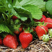 Полуниця мікс, Fragaria