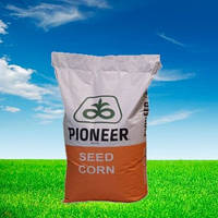 Семена кукурузы P8307 AQ ФАО: 240