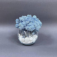 Стабилизированный мох в стеклянных горшочках 10,5*10,5 см декор для дома и офиса / оригинальный подарок