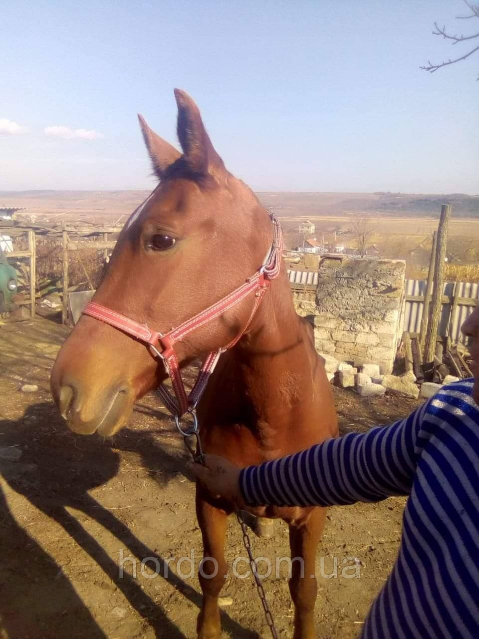 Намордник, недоуздок, заброд для КРС., фото 1