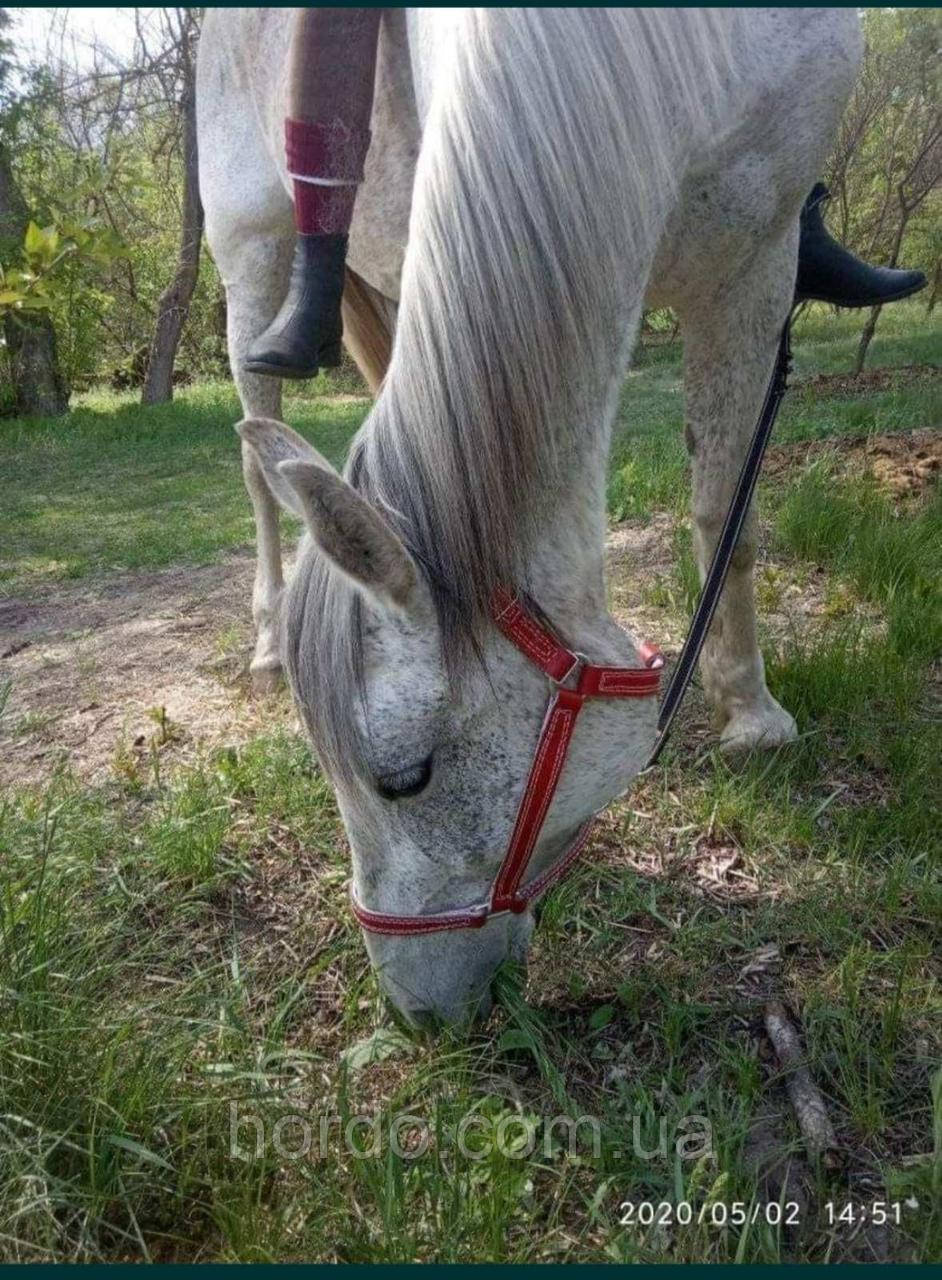 Недоуздок шкіряний червоний, фото 1