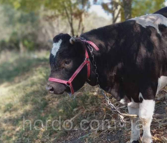 Оброть кантар, фото 1