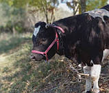 Невузлик червоний шкіряний, фото 5