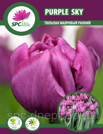 Тюльпан махровий ранній Purple Sky