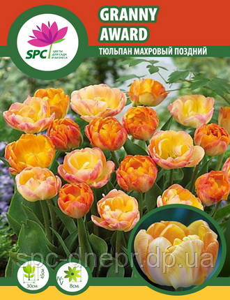 Тюльпан махровий пізній Granny Award, фото 1