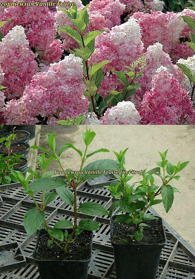 Гортензія мітельчаста Vanille Fraise (Ванила Фрейз) р9 (inviro).