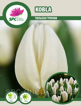 Тюльпан тріумф Kobla