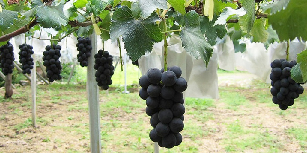 Мешки от ос на виноград зеленые 20 кг, 40*70 см (сетка-мешок для винограда). Зеленая - фото 6 - id-p1641998879