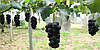 Мішки від ос на виноград зелені 20 кг, 40*70 см (сітка-мішок для винограду). Зелена, фото 2