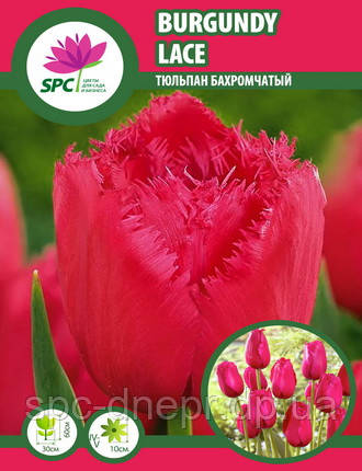 Тюльпан Burgundy Lace, фото 2