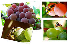 Мішки від ос на виноград 40 кг, 50*80 см (сітка-мішок для винограду). Червона, фото 3