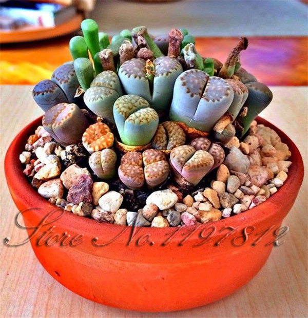 Насіння живий Камінь Lithops Pseudotruncatella