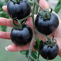 Насіння чорного помідора (томата)