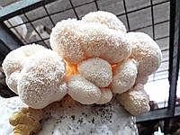 Спосіб виготовлення грибних блоків Їжовика гребінчастого
