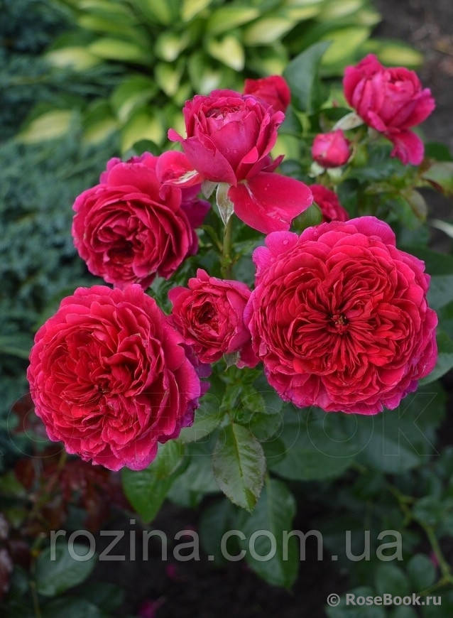 Саджанці троянди " Соул "