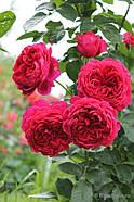 Саджанці троянди " Соул ", фото 2