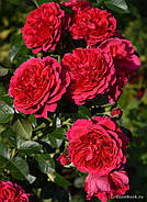 Саджанці троянди " Соул ", фото 3