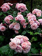 Саджанці троянди " Віл'ям Крісті ", фото 2