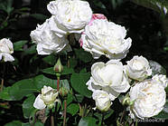 Саджанці троянди " Марія Анжела Мелато", фото 2